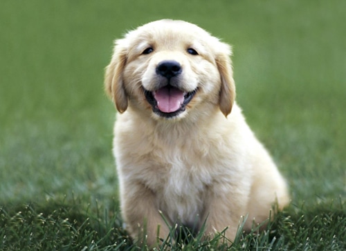 Bienvenido a Goldenretriever.es. Tu blog de perros Golden Retriever