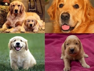 ¿Como elegir un buen Criadero de Golden Retriever?