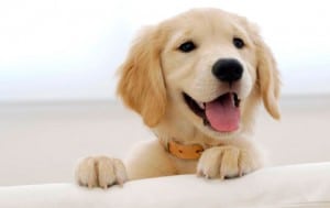 golden-retriever-cachorro