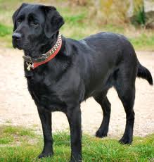 La raza Labrador Retriever