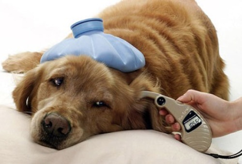 Problemas de salud en un Golden Retriever