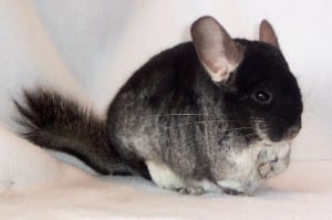 conejo chinchilla