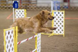 Agility para perros