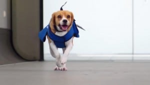 La compañia de aviones KLM utiliza un beagle para localizar pasajeros olvidadizos.