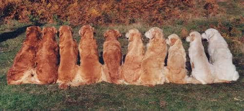 Pelaje de  golden retriever