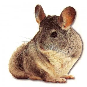 cute-chinchilla