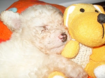 Nueva raza Goldendoodle