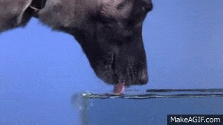 La increíble forma de beber de los perros a cámara lenta