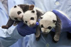 Pandas trillizos abriendo los ojos