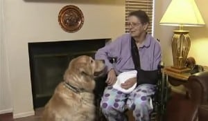 Una mujer de 76 años es salvada por sus dos perros Golden Retriever.