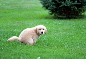 Enseña a tu cachorro a hacer sus necesidades correctamente