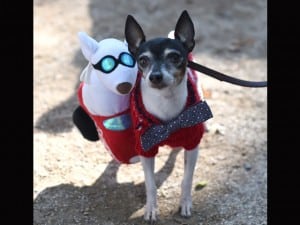 En Nueva York en Halloween los perros también se disfrazan.