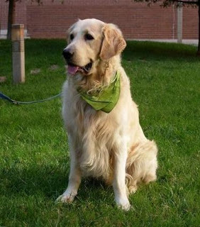 Tipos de Golden Retriever: Americano y Europeo