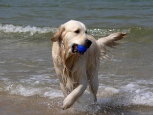 Playas que admiten perros