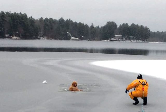 bombero-rescata-golden-retriever-lago-helado