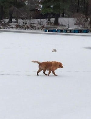 Un Golden Retriever es salvado de morir en un lago helado.