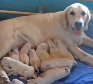 «Goldens de la Cabanya», centro de cría de Golden Retriever en Tarragona