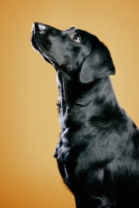 Flat Coated Retriever