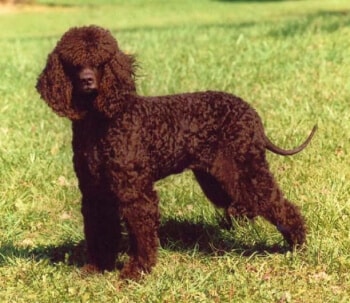 Tweed water spaniel