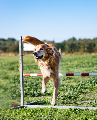 agility y deporte para un golden retriever