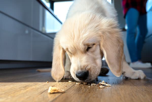 alimentacion golden retriever cachorro