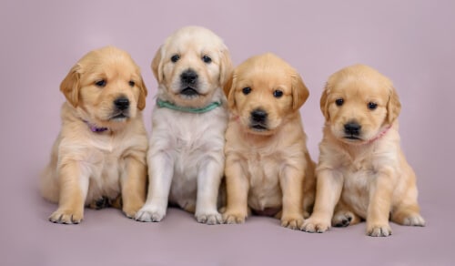 camada de cachorros de golden retriever