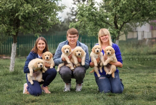 cruzar-aparear-golden-retriever-camada