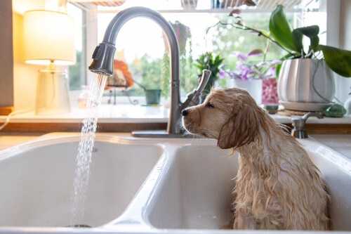 bañar a golden retriever