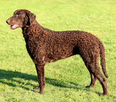 raza curly retriever cruzada para crear golden retriever