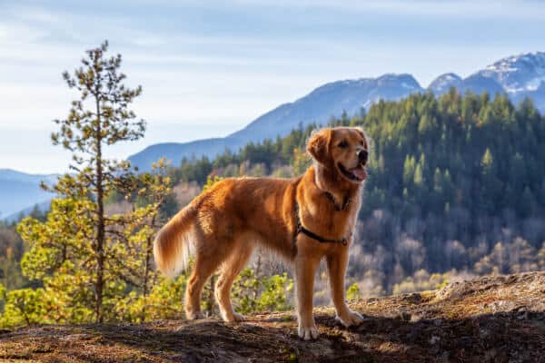 golden retriever montaña