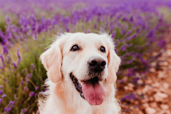 golden retriever caracter inteligente temperamento