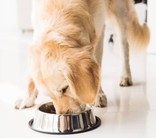 alimentacion golden retriever