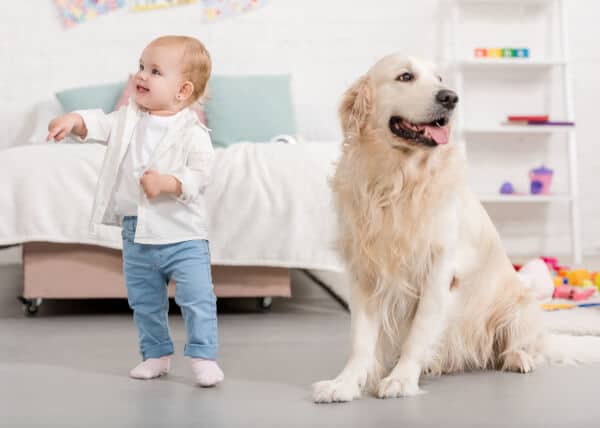 golden retriever para niños