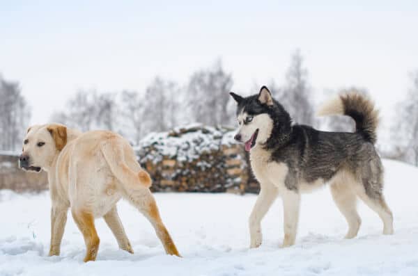 elegir entre golden retriever o huski siberiano