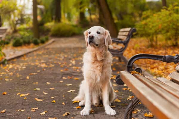 golden retriever pedigree