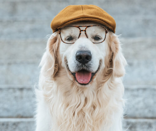 Perro raza Golden Retriever