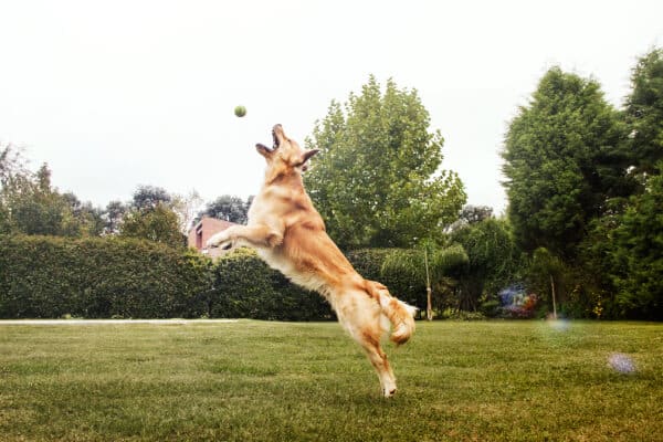 golden retriever jugando con pelota