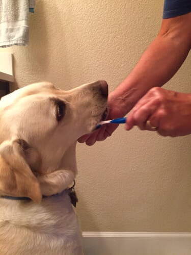 cepillo dientes golden retriever