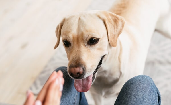 labrador retriver