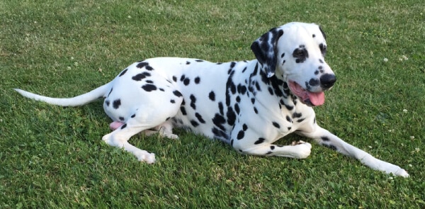 perro raza dalmata